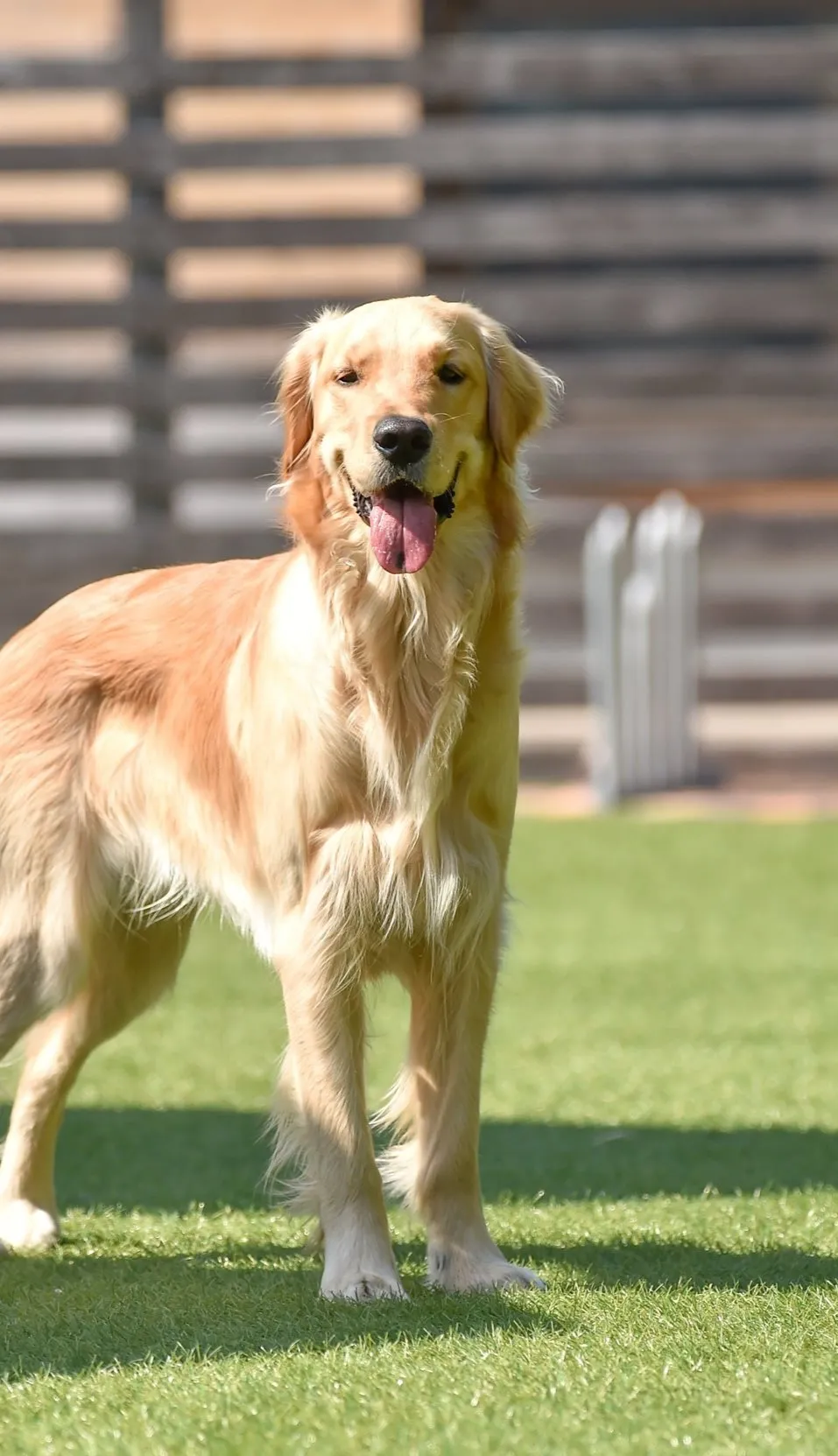 Pet | Brian's Flooring & Design